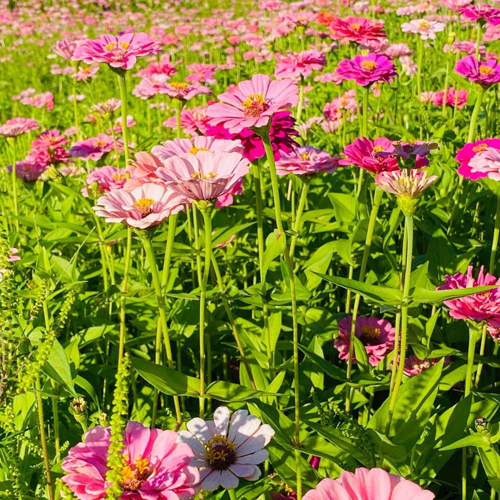 Meet your Posher, Wildflower